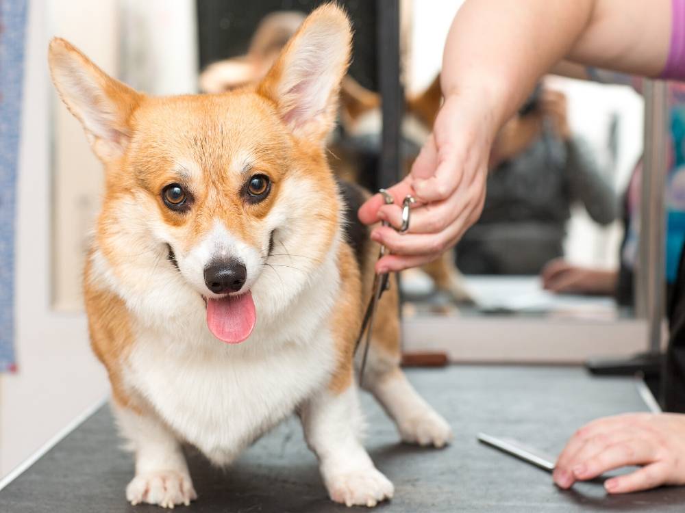 Why Your Pet Deserves a Beauty Treatment